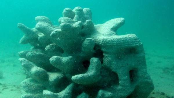 Coral impreso Coral impreso