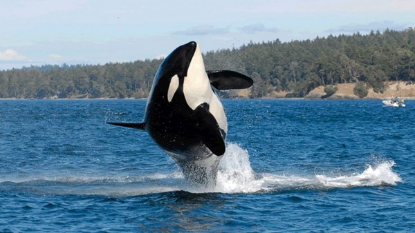 Orca centenaria Orca centenaria