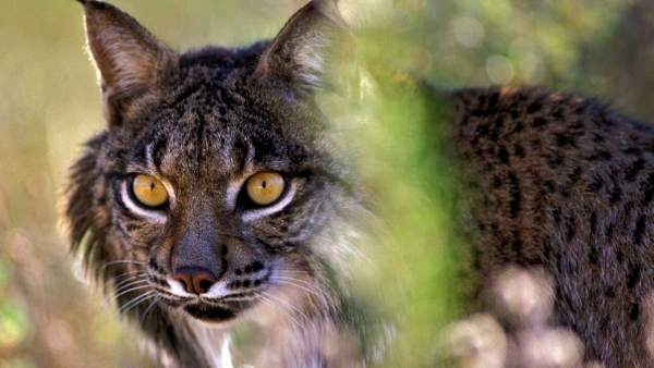 Lince Ibérico en el Parque Nacional de Doñana Lince Ibérico en el Parque Nacional de Doñana