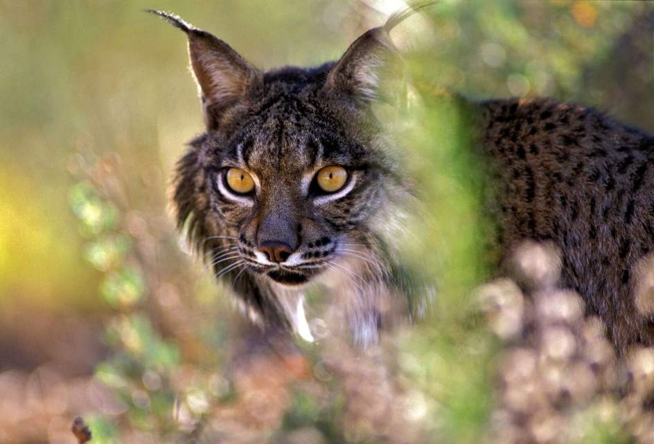 Por qué está en peligro de extinción el lince ibérico