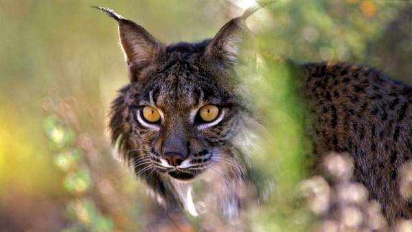 Lince Ibérico Lince Ibérico