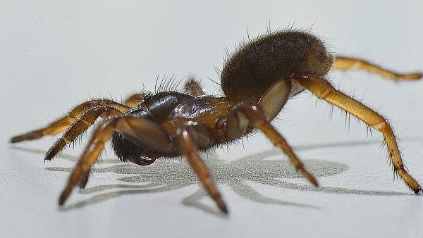 Imagen de una araña nemesia Imagen de una araña nemesia