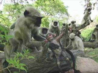 Langur