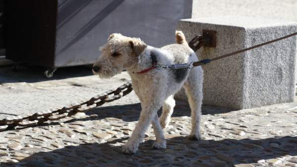 Perro, Calle, Perrete Perro, Calle, Perrete