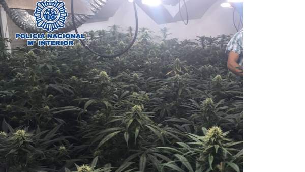Imagen archivo policia nacional marihuana laboratorio Vélez-Málaga Imagen archivo policia nacional marihuana laboratorio Vélez-Málaga