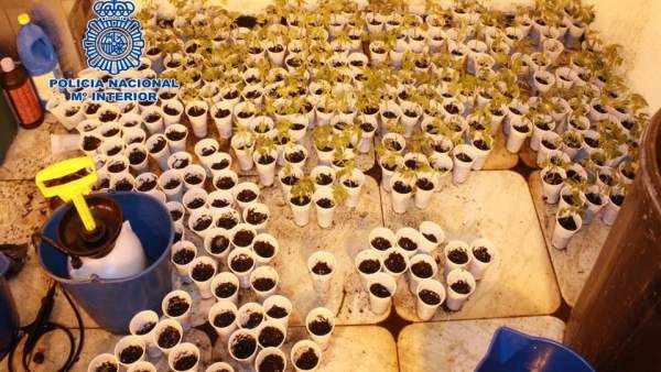 ESQUEJES DE MARIHUANA EN UNA VIVIENDA DE GRANADA ESQUEJES DE MARIHUANA EN UNA VIVIENDA DE GRANADA