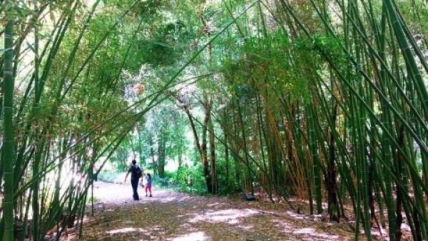 Turismo verde naturaleza bosque niño turistas mochila paseo málaga Turismo verde naturaleza bosque niño turistas mochila paseo málaga