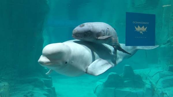 Kylu, l'única cria de beluga a Europa, complix dos mesos en l'Oceanogràfic Kylu, l'única cria de beluga a Europa, complix dos mesos en l'Oceanogràfic