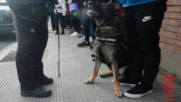 El perro avisa a su guía de posible presencia de droga El perro avisa a su guía de posible presencia de droga