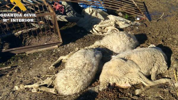 Animales muertos hallados por la Guardia Civi. Animales muertos hallados por la Guardia Civi.