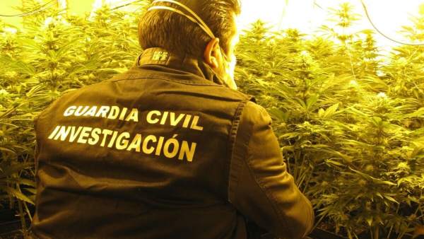 Agente interviene una plantación de marihuana en Atarfe Agente interviene una plantación de marihuana en Atarfe