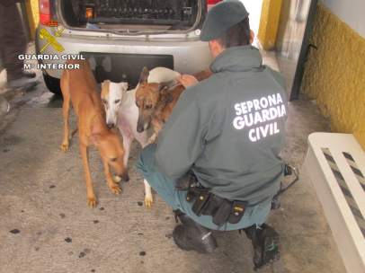 Perros rescatados