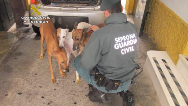 Perros rescatados Perros rescatados