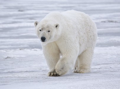 Oso Polar