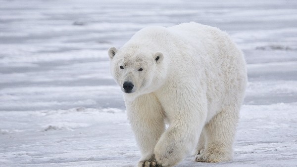 Oso Polar Oso Polar