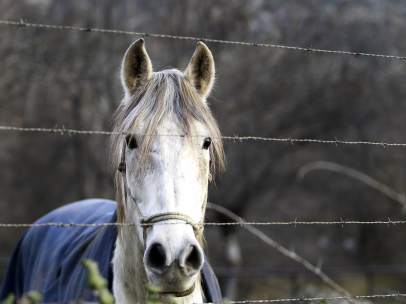 Caballo