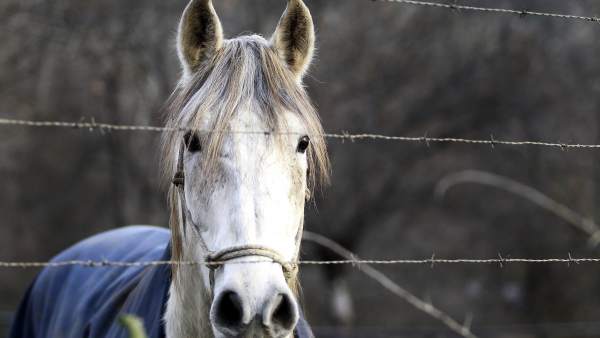 Caballo Caballo
