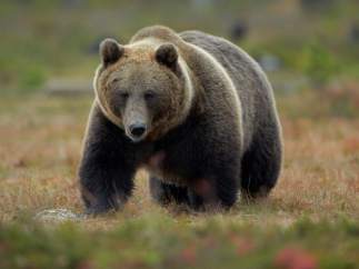 Oso