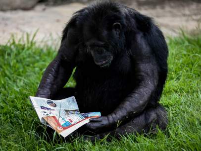 Chimpancé