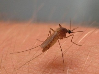 Culex pipiens, mosquito del virus del Nilo Occidental