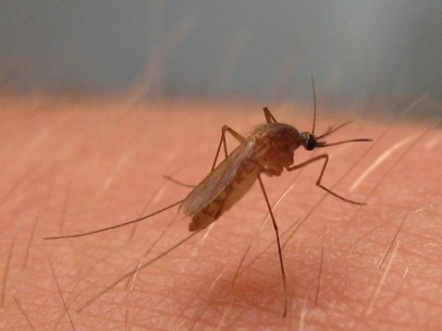 Culex pipiens, mosquito del virus del Nilo Occidental