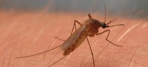 Culex pipiens, mosquito del virus del Nilo Occidental 
