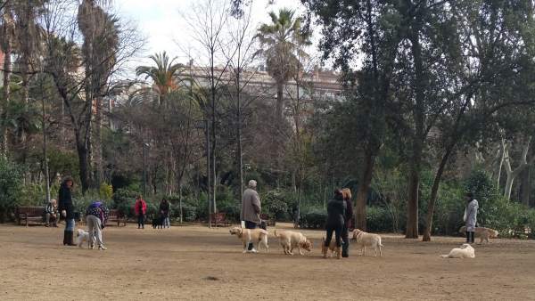 Perros en el Turó Parc Perros en el Turó Parc