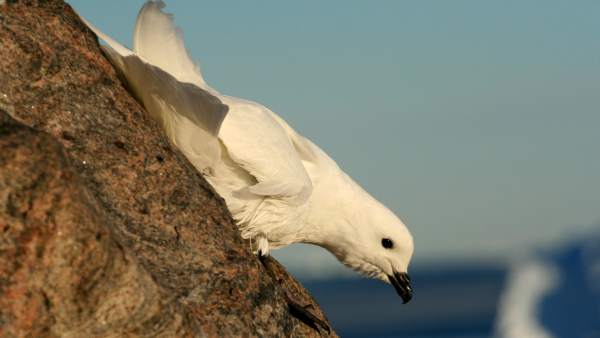 Petrel Petrel