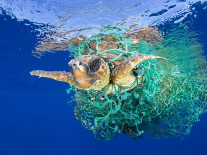 'Caretta Caretta atrapada', mejor foto de Naturaleza