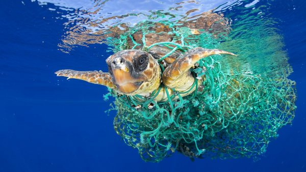 'Caretta Caretta atrapada', mejor foto de Naturaleza 'Caretta Caretta atrapada', mejor foto de Naturaleza