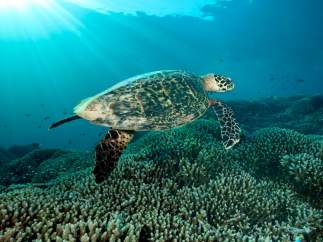 Tortuga