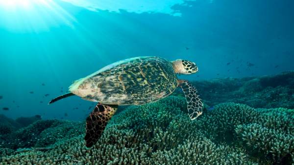 Tortuga Tortuga