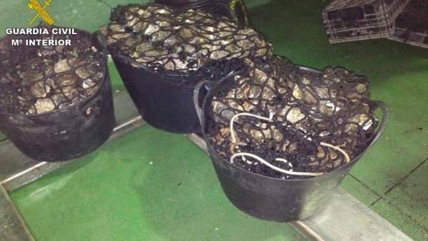 Intervenidos 75 kilos de ostras y una embarcación en la Ría de Ferrol Intervenidos 75 kilos de ostras y una embarcación en la Ría de Ferrol