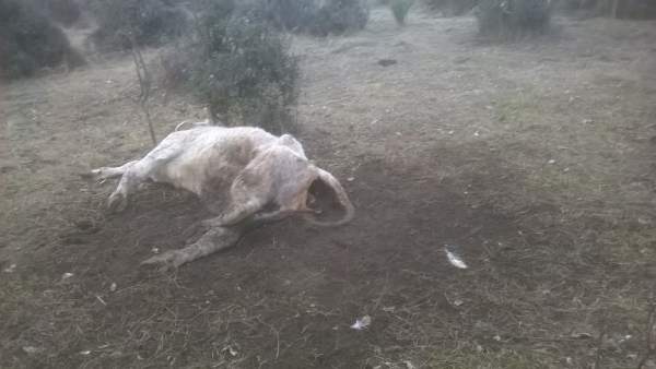 Ataque de los buitres a la vaca en Monleras. Ataque de los buitres a la vaca en Monleras.