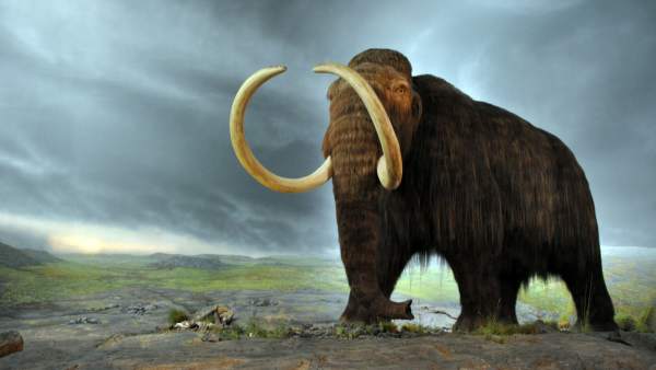 Mamut lanudo Mamut lanudo