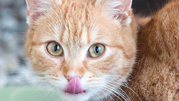 Día internacional del gato Día internacional del gato