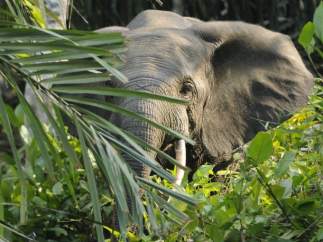 Elefante