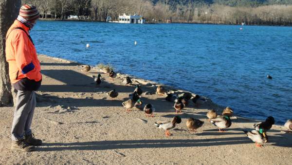 Una mujer mira de cerca a un grupo de patos en el lago de Banyoles de Girona. Una mujer mira de cerca a un grupo de patos en el lago de Banyoles de Girona.
