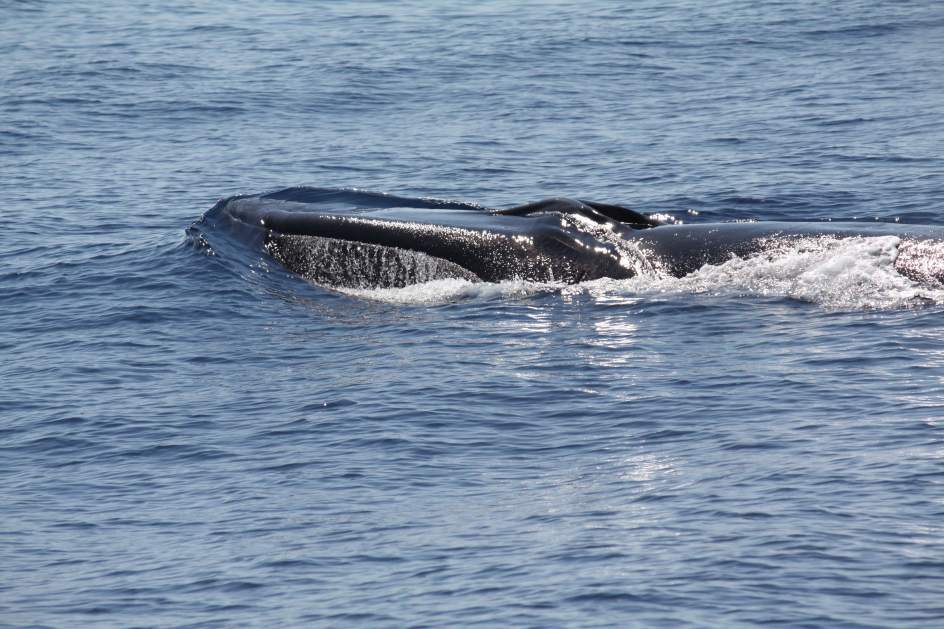 Resultado de imagen de ballenas comunes costa cataluña