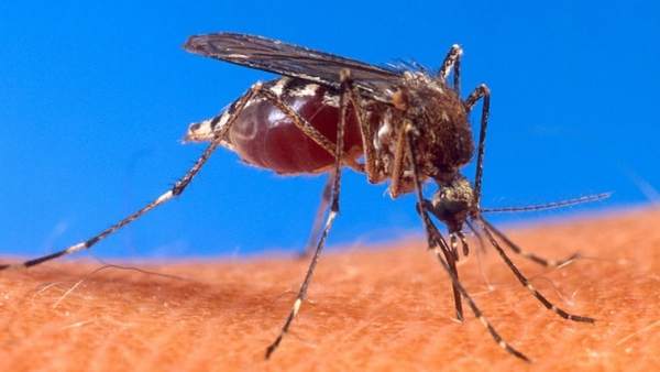 Aedes Aegypti Aedes Aegypti