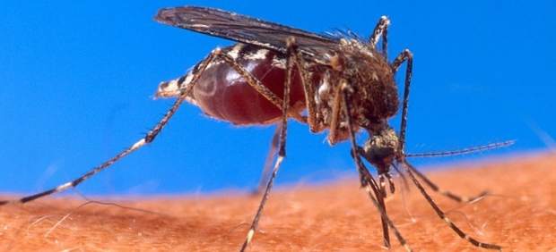 Aedes Aegypti