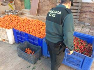 Mandarinas y fresas robadas en una finca de Gibraleón.