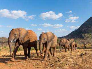 Elefante