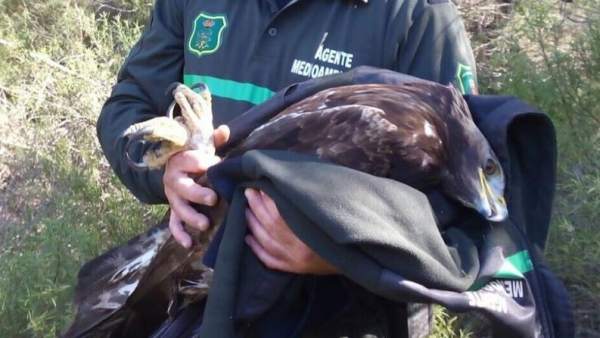Águila herida Águila herida