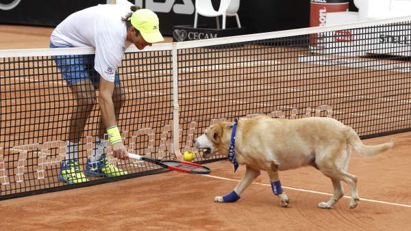 Perros recogepelotas Perros recogepelotas