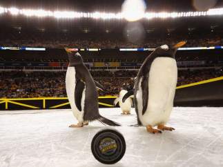 Pingüinos, NHL