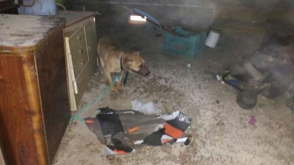 Uno de los cachorros decomisados Uno de los cachorros decomisados