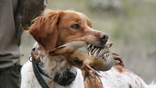 Perro de caza Perro de caza