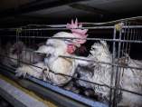 Lidl, primera cadena en España que deja de vender huevos procedentes de gallinas en jaula