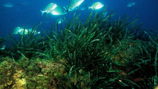 Posidonia Oceánica Posidonia Oceánica